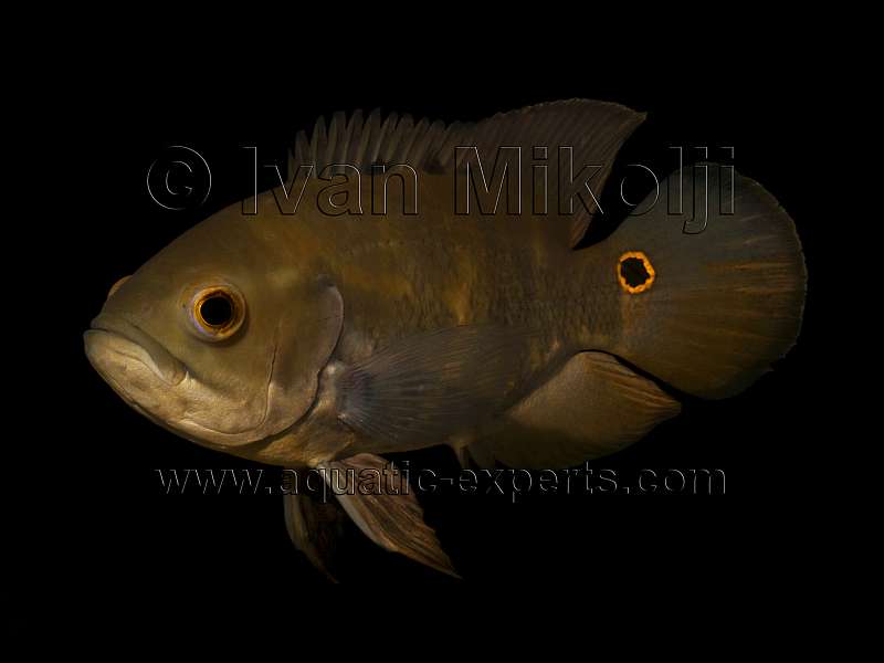 Astronotus ocellatus